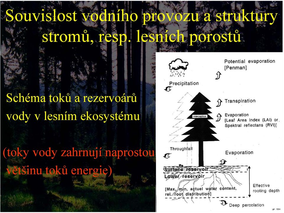 lesních porostů Schéma toků a rezervoárů