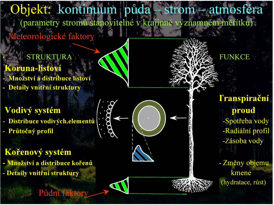 FUNKCE Koruna-listoví - Množství a distribuce listoví - Detaily vnitřní struktury Transpirační Vodivý systém proud -