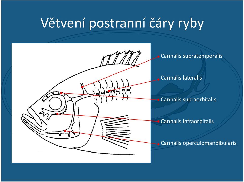 Cannalis supraorbitalis Cannalis