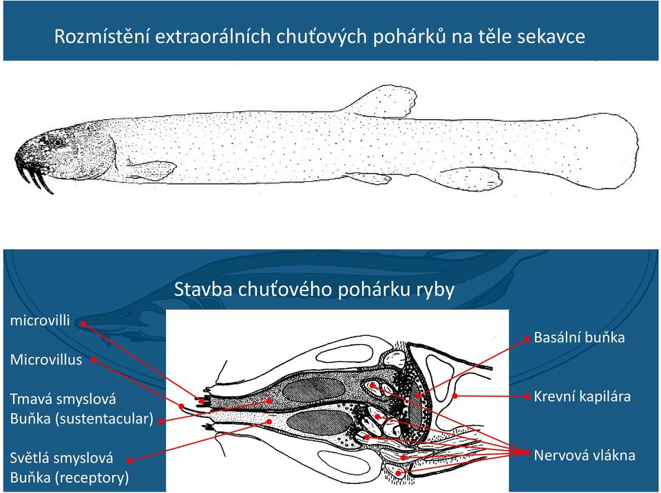 (sustentacular) Světlá smyslová Buňka (receptory) Stavba