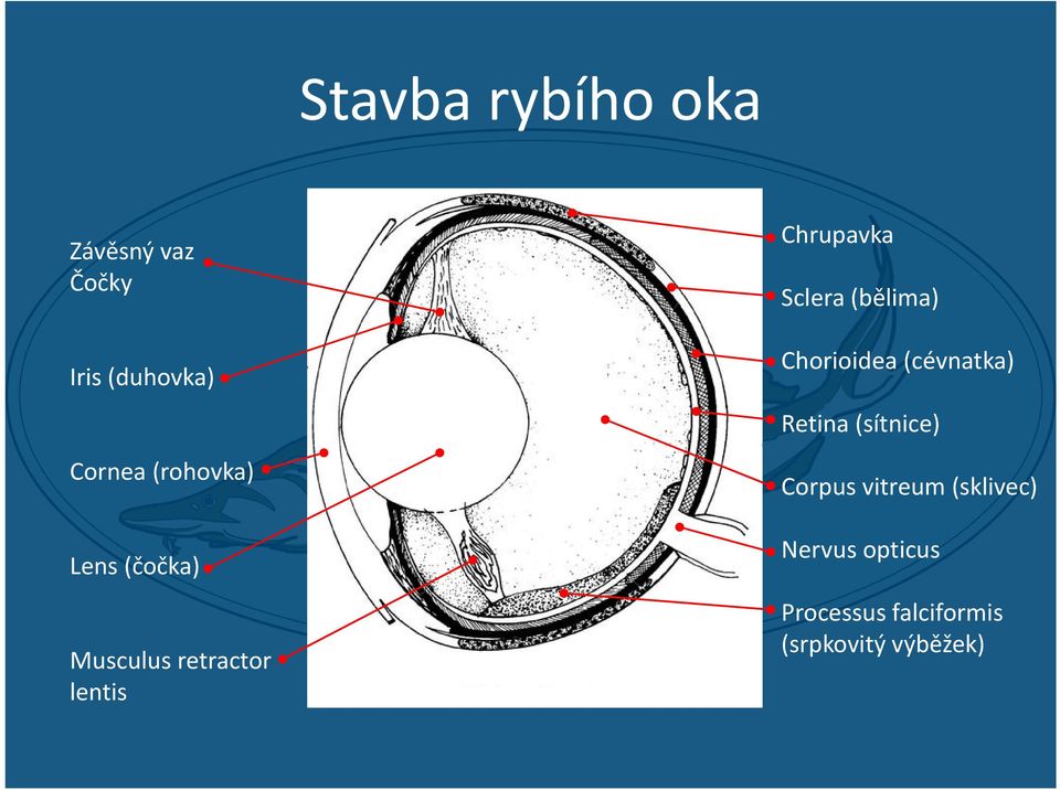 Sclera (bělima) Chorioidea (cévnatka) Retina (sítnice) Corpus