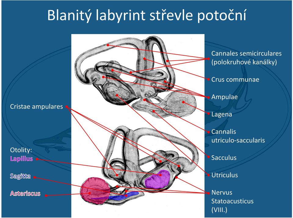 Cristae ampulares Otolity: Ampulae Lagena Cannalis