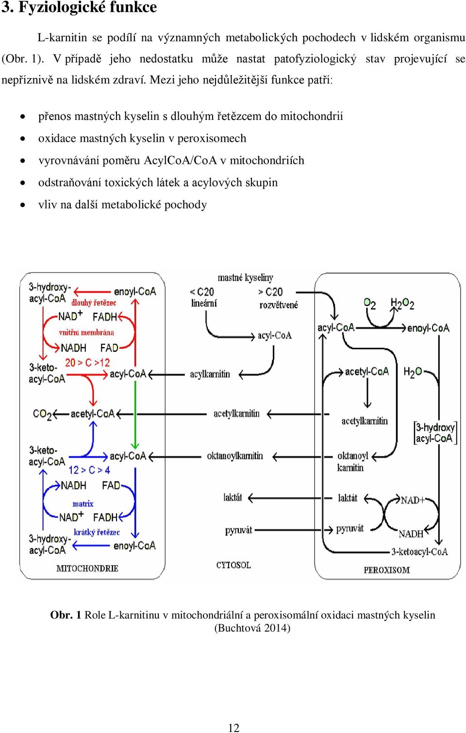 Mezi jeho nejdůleţitější funkce patří: přenos mastných kyselin s dlouhým řetězcem do mitochondrií oxidace mastných kyselin v peroxisomech