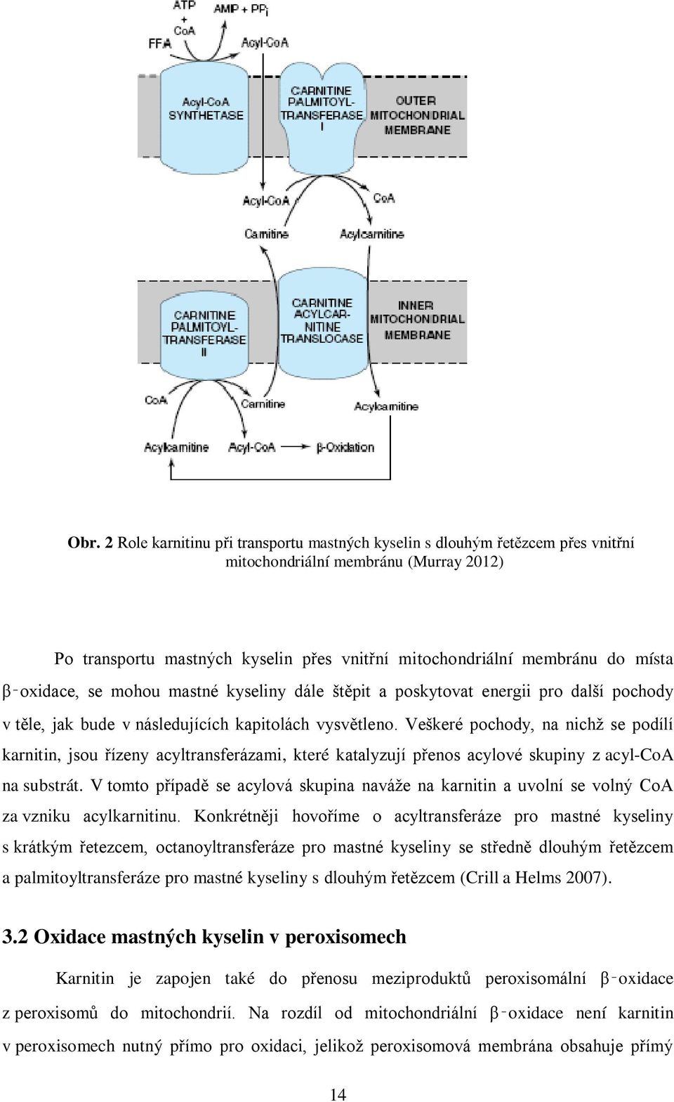 Veškeré pochody, na nichţ se podílí karnitin, jsou řízeny acyltransferázami, které katalyzují přenos acylové skupiny z acyl-coa na substrát.