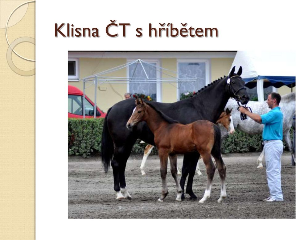 hříbětem