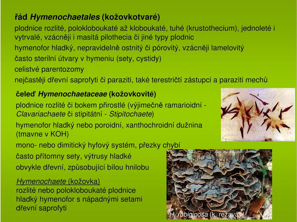 paraziti mechů čeleď Hymenochaetaceae (kožovkovité) plodnice rozlité či bokem přirostlé (výjimečně ramarioidní - Clavariachaete či stipitátní - Stipitochaete) hymenofor hladký nebo poroidní,