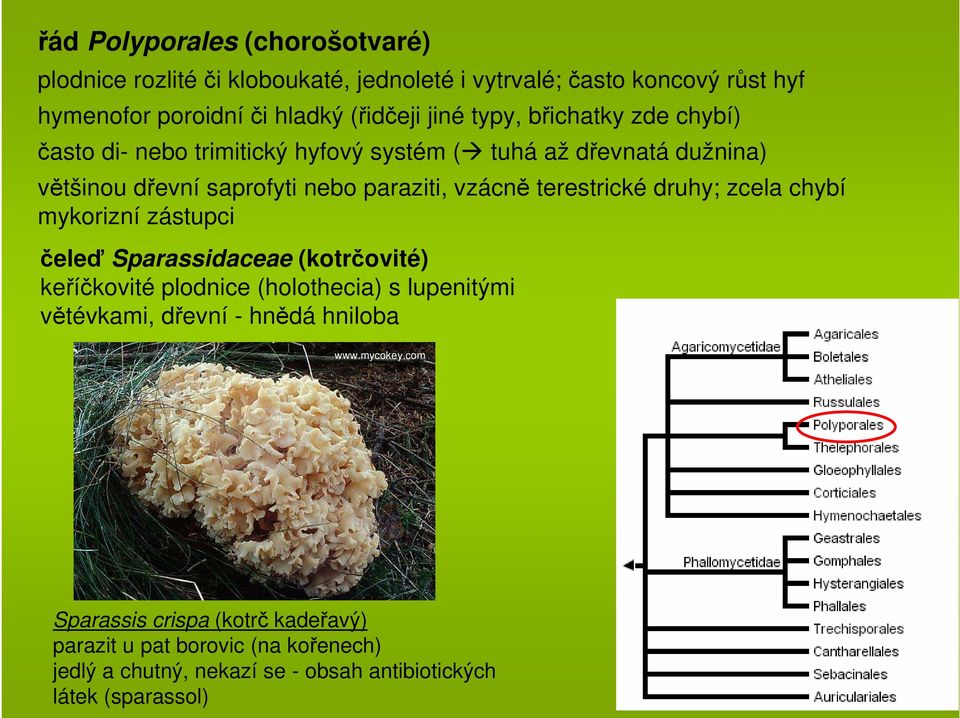 terestrické druhy; zcela chybí mykorizní zástupci čeleď Sparassidaceae (kotrčovité) keříčkovité plodnice (holothecia) s lupenitými větévkami, dřevní