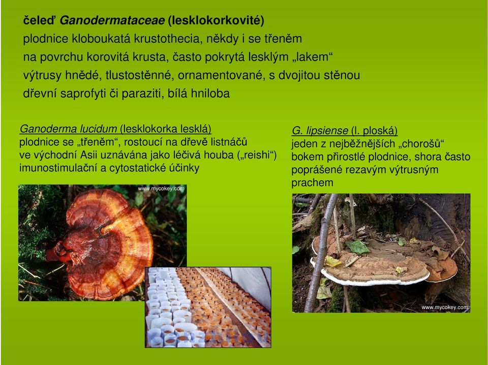 (lesklokorka lesklá) plodnice se třeněm, rostoucí na dřevě listnáčů ve východní Asii uznávána jako léčivá houba ( reishi ) imunostimulační