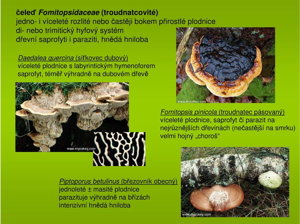 na dubovém dřevě Fomitopsis pinicola (troudnatec pásovaný) víceleté plodnice, saprofytči parazit na nejrůznějších dřevinách (nečastější na