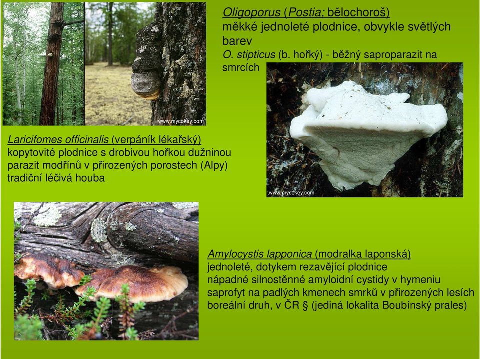 parazit modřínů v přirozených porostech (Alpy) tradiční léčivá houba Amylocystis lapponica (modralka laponská) jednoleté, dotykem