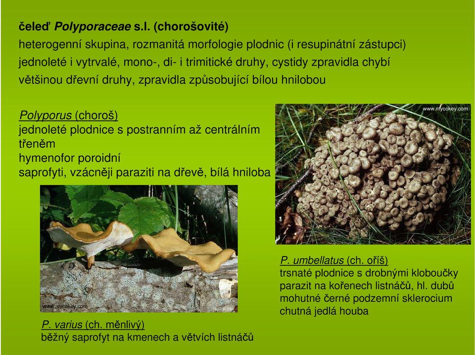 až centrálním třeněm hymenofor poroidní saprofyti, vzácněji paraziti na dřevě, bílá hniloba P. varius (ch.