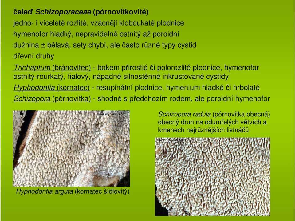 nápadné silnostěnné inkrustované cystidy Hyphodontia (kornatec) - resupinátní plodnice, hymenium hladké či hrbolaté Schizopora (pórnovitka) - shodné s předchozím