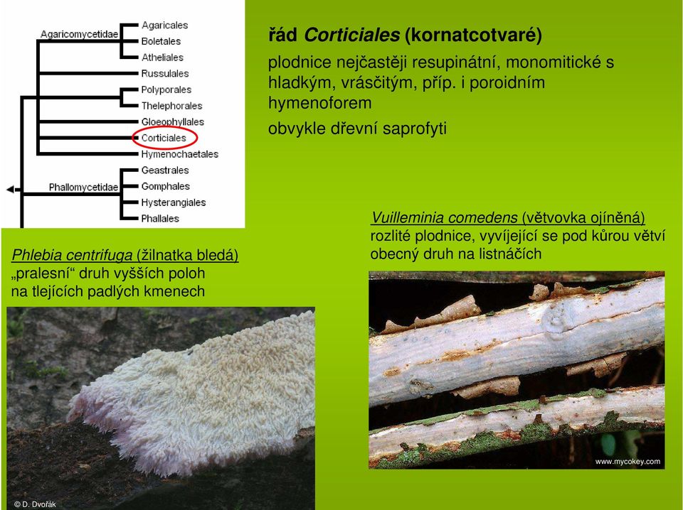 i poroidním hymenoforem obvykle dřevní saprofyti Phlebia centrifuga (žilnatka bledá)