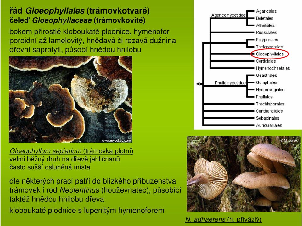 Junek Gloeophyllum sepiarium (trámovka plotní) velmi běžný druh na dřevě jehličnanů často sušší osluněná místa dle některých prací