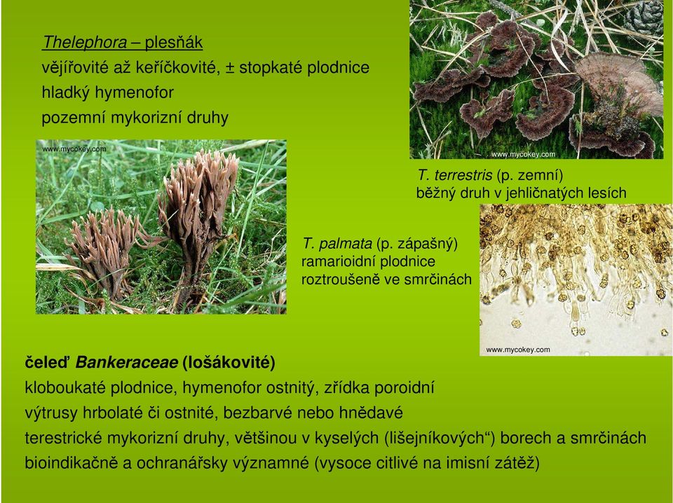 zápašný) ramarioidní plodnice roztroušeně ve smrčinách čeleď Bankeraceae (lošákovité) kloboukaté plodnice, hymenofor ostnitý,