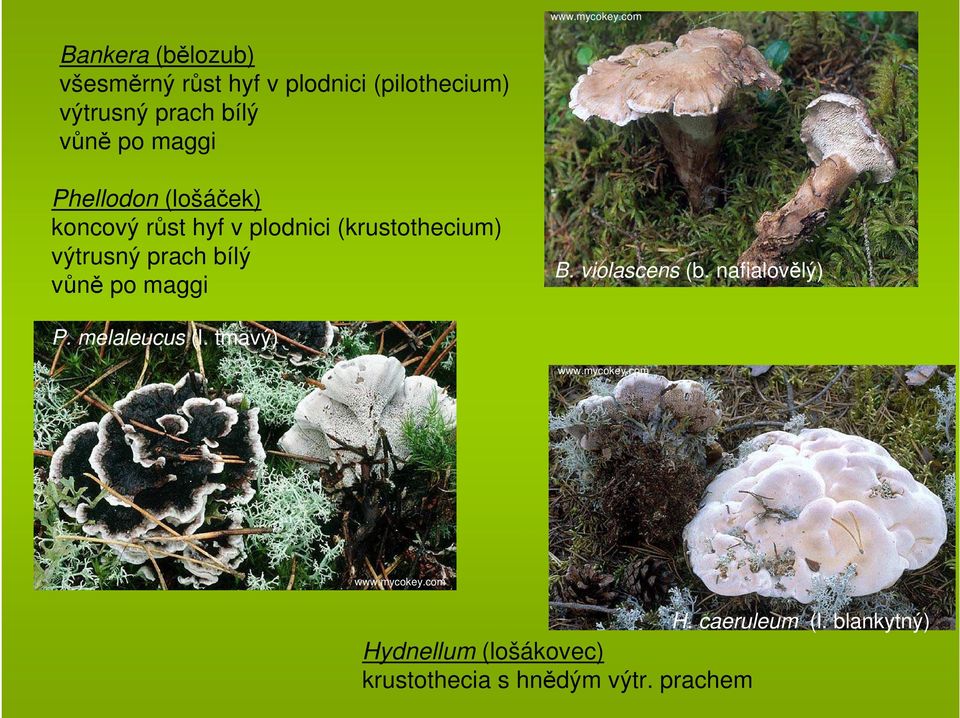 výtrusný prach bílý vůně po maggi B. violascens (b. nafialovělý) P. melaleucus (l.