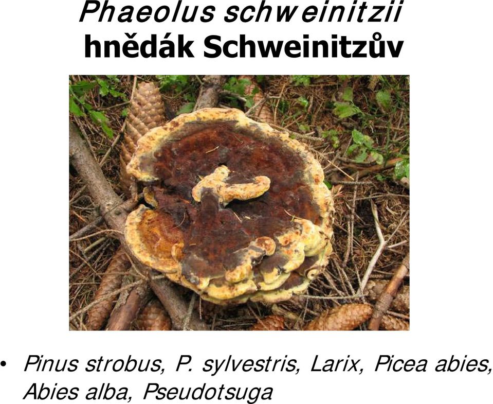 P. sylvestris, Larix, Picea