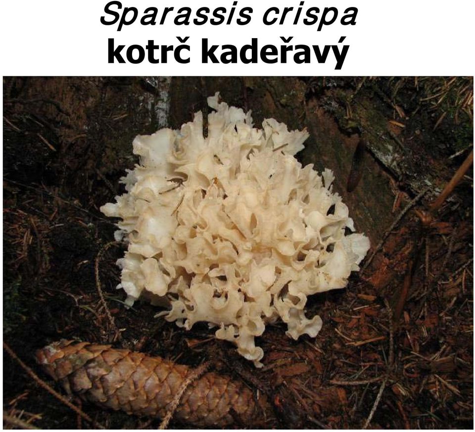 kotrč