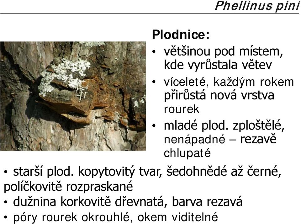 zploštělé, nenápadné rezavě chlupaté starší plod.