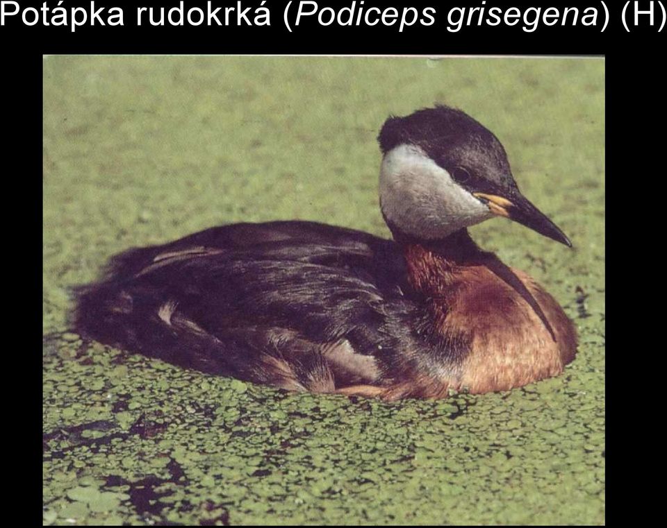(Podiceps