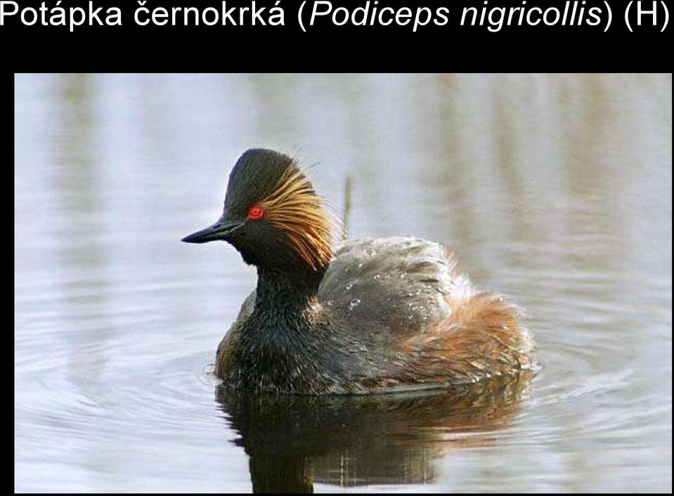 (Podiceps
