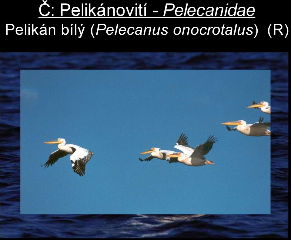 Pelikán bílý