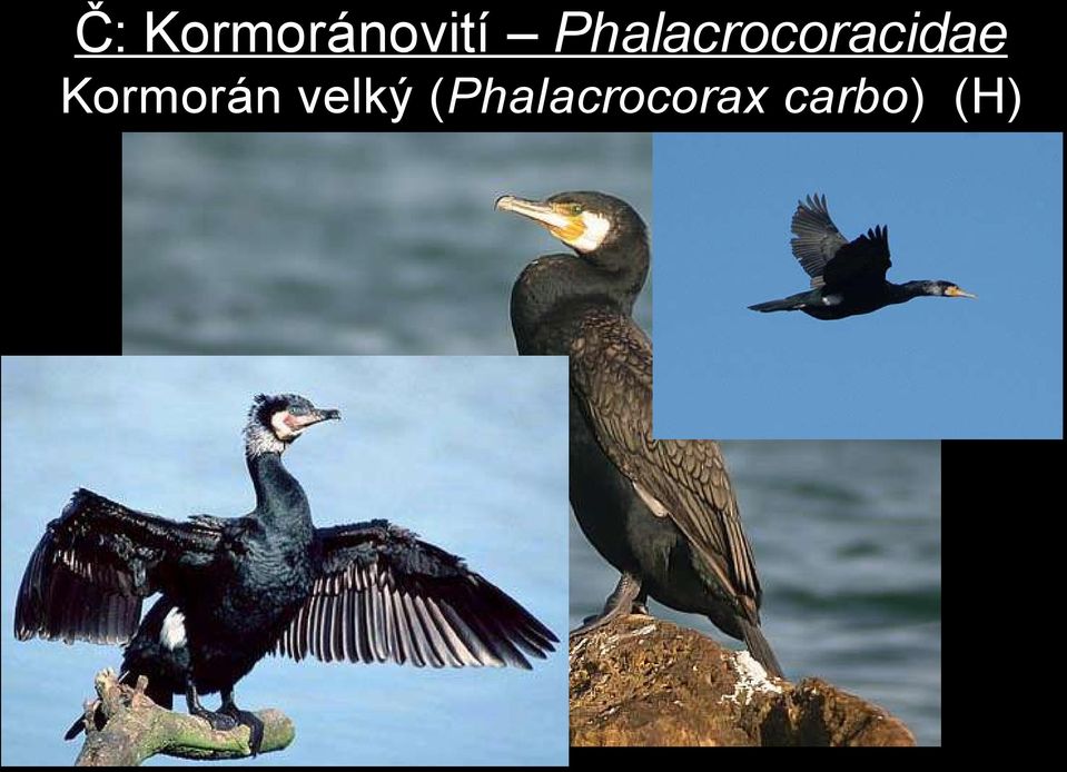 Kormorán velký