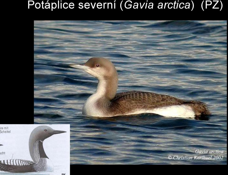 (Gavia