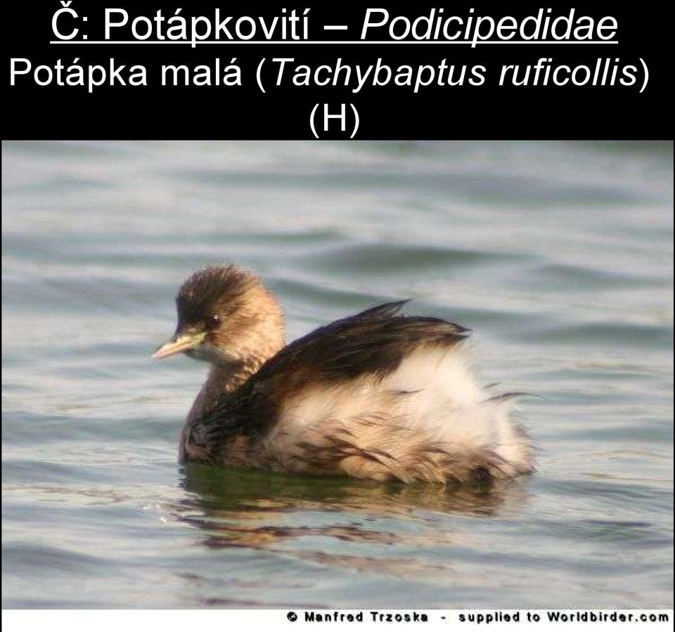 Potápka malá