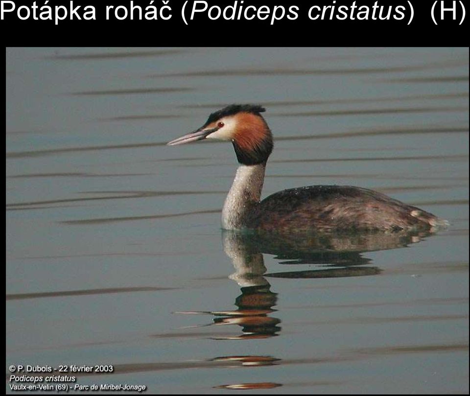 (Podiceps
