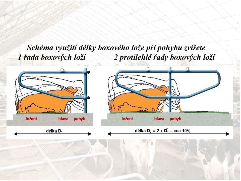 zvířete 1 řada boxových