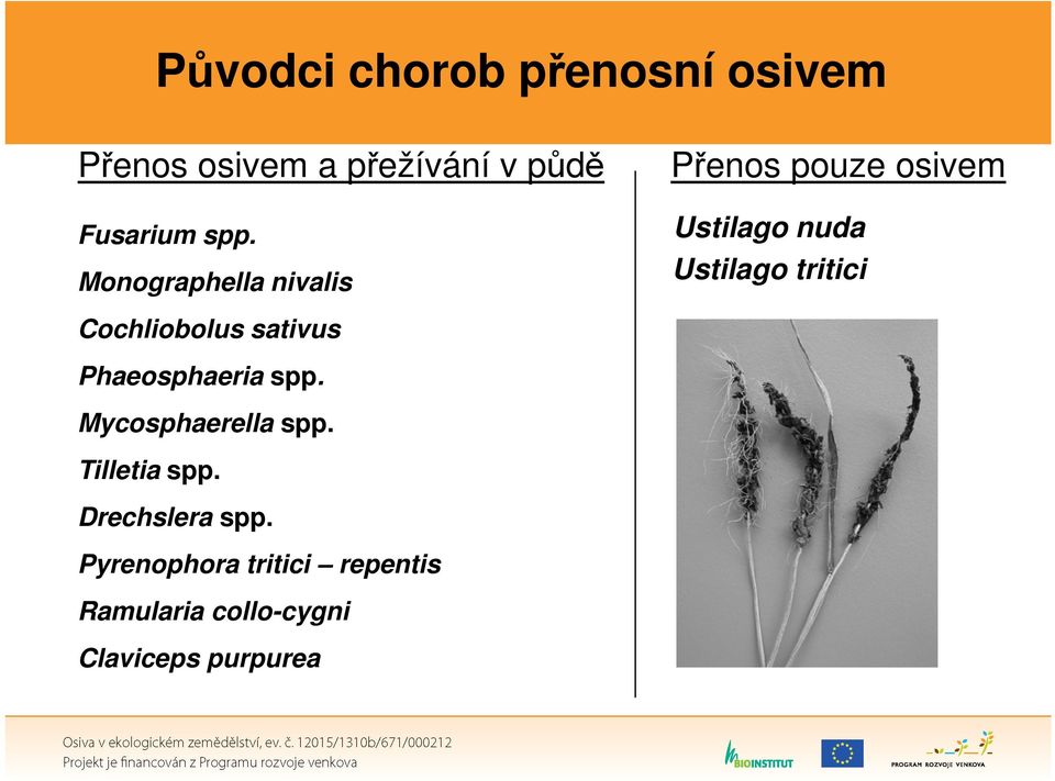 Monographella nivalis Ustilago nuda Ustilago tritici Cochliobolus sativus