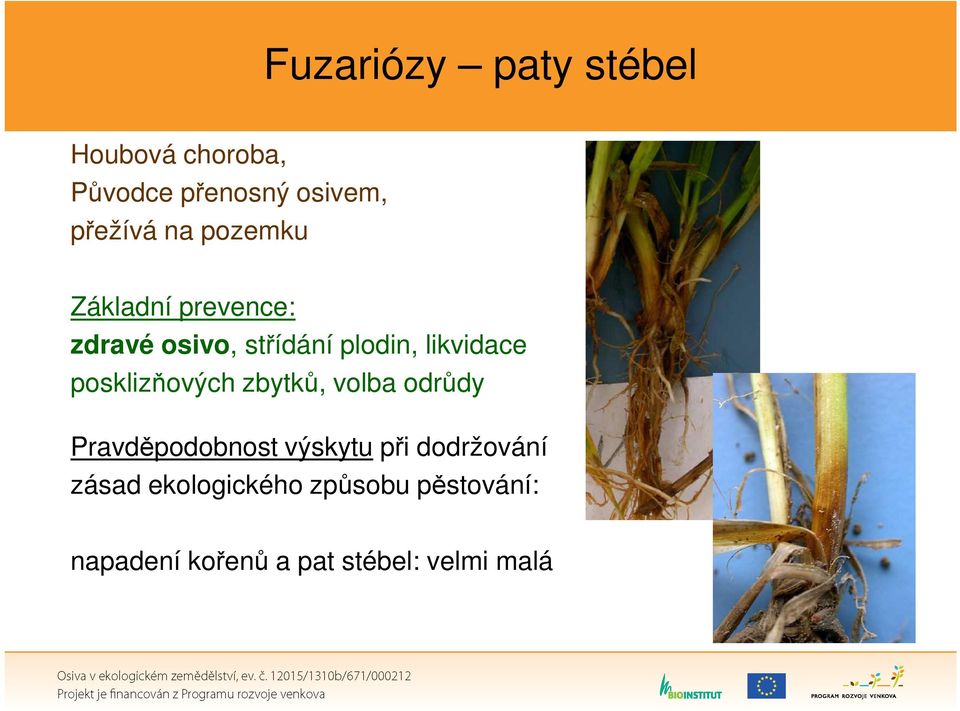 posklizňových zbytků, volba odrůdy Pravděpodobnost výskytu při dodržování