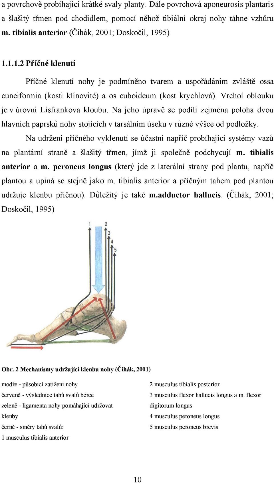 Vrchol oblouku je v úrovni Lisfrankova kloubu. Na jeho úpravě se podílí zejména poloha dvou hlavních paprsků nohy stojících v tarsálním úseku v různé výšce od podložky.