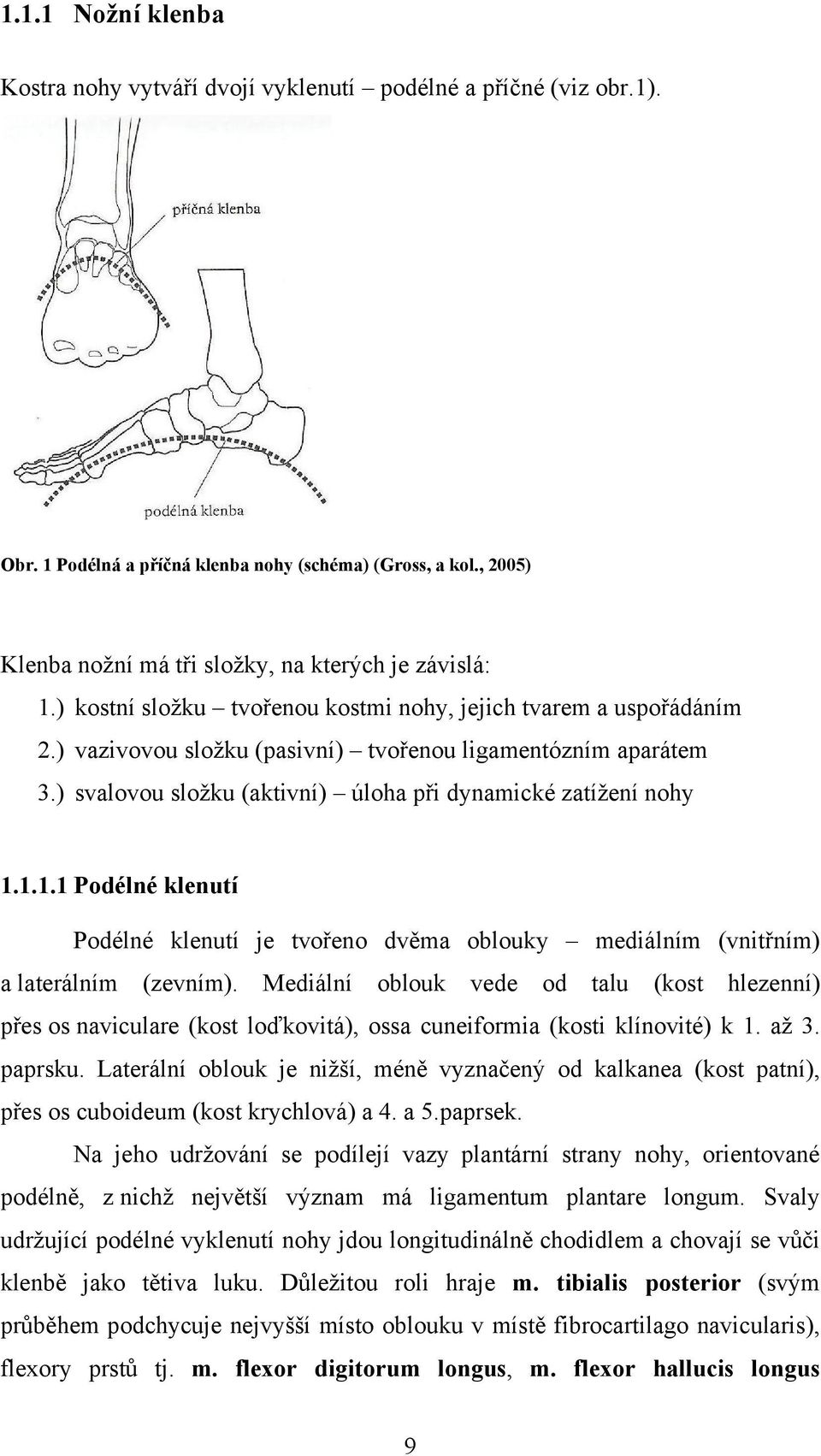 ) svalovou složku (aktivní) úloha při dynamické zatížení nohy 1.1.1.1 Podélné klenutí Podélné klenutí je tvořeno dvěma oblouky mediálním (vnitřním) a laterálním (zevním).