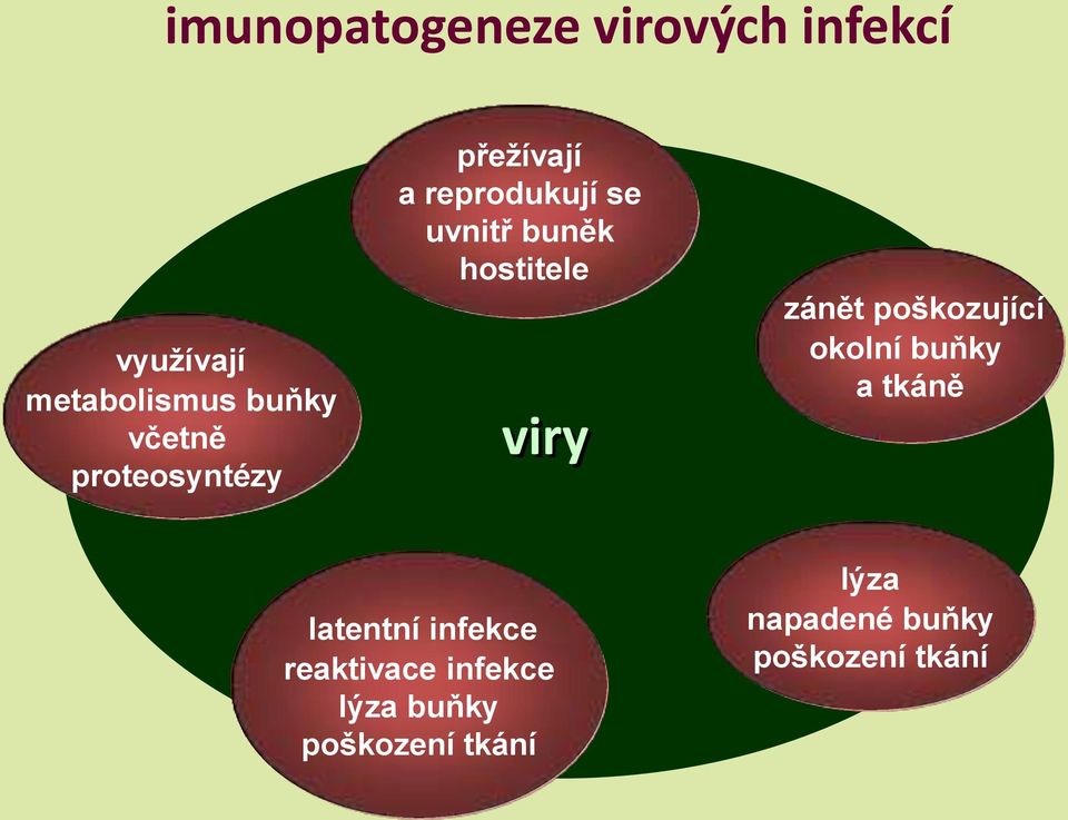 zánět poškozující okolní buňky a tkáně latentní infekce reaktivace