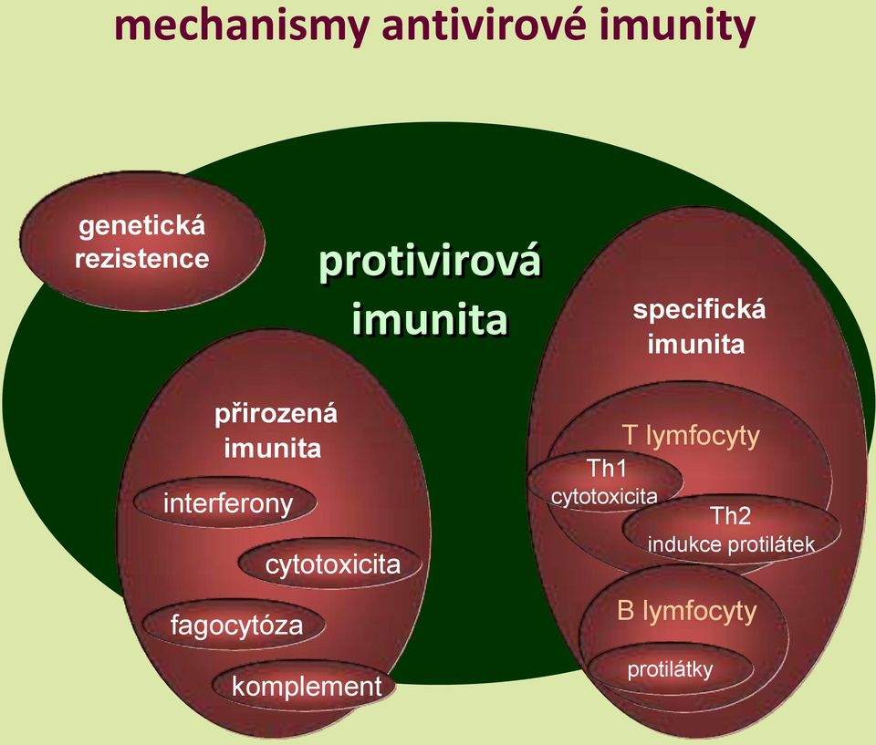 interferony fagocytóza cytotoxicita komplement T