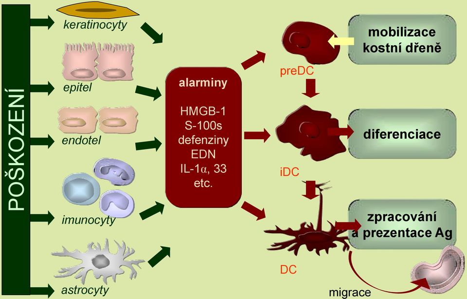 defenziny EDN IL-1, IL-1α, 33 etc.