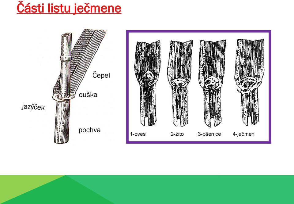 ječmene