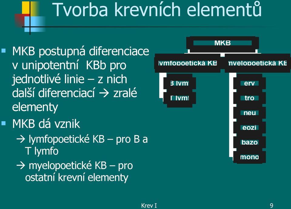 lymfopoetické KB pro B a T lymfo myelopoetické KB pro ostatní krevní elementy