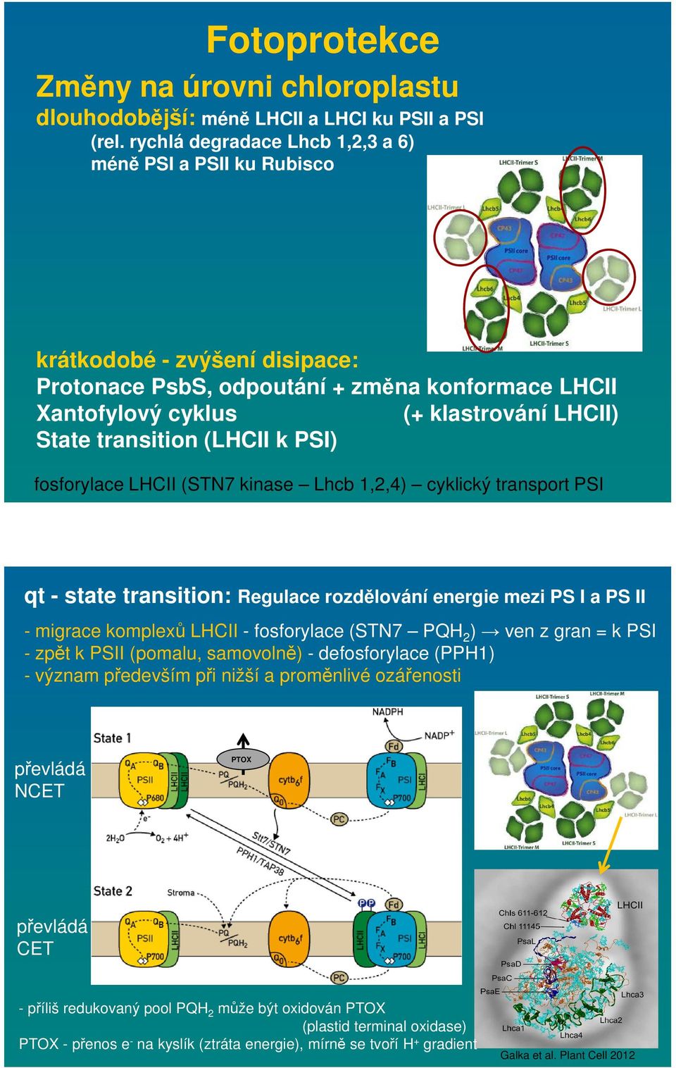 (LHCII k PSI) fosforylace LHCII (STN7 kinase Lhcb 1,2,4) cyklický transport PSI qt - state transition: Regulace rozdělování energie mezi PS I a PS II - migrace komplexů LHCII - fosforylace (STN7 PQH