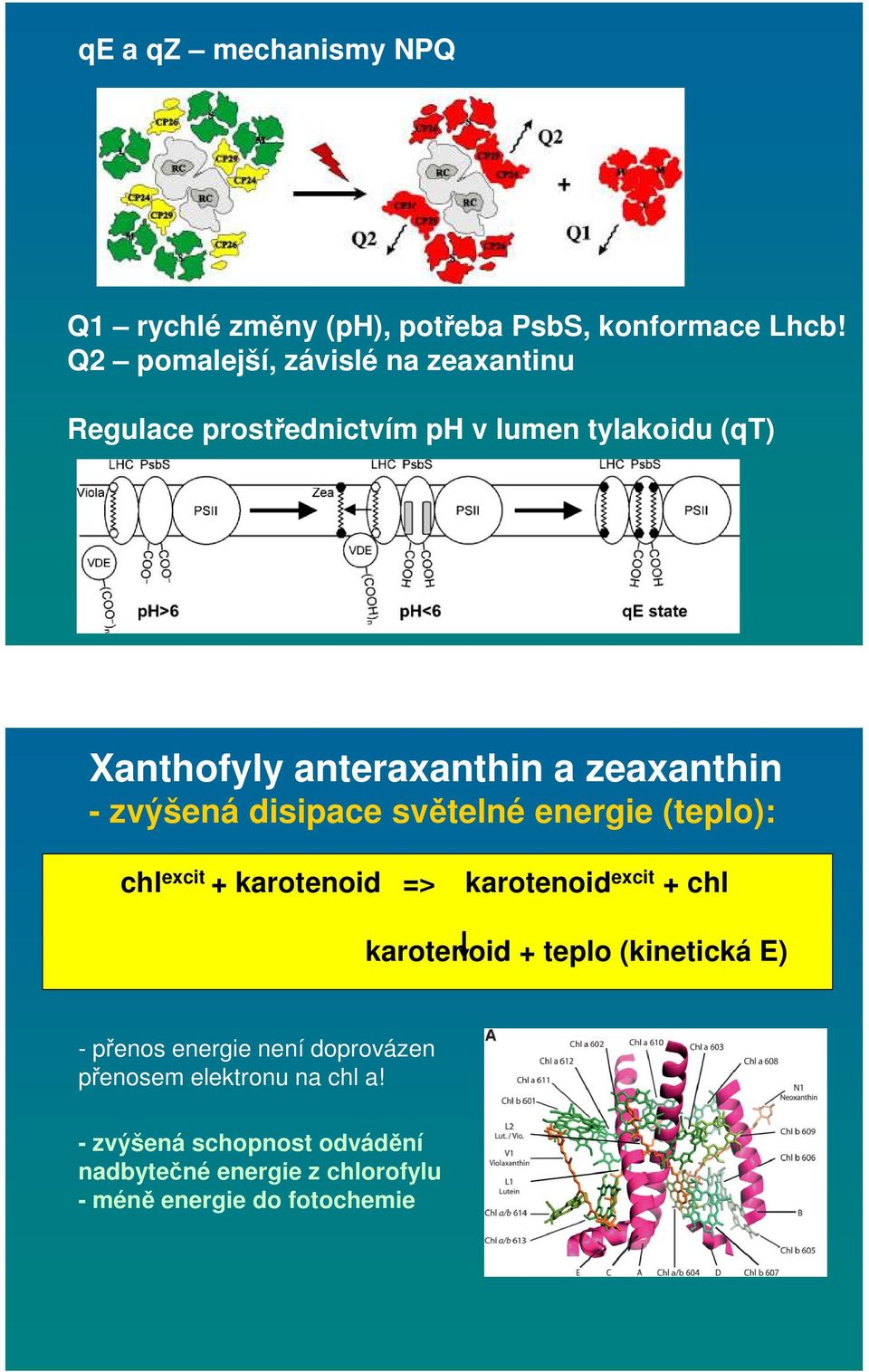 zeaxanthin - zvýšená disipace světelné energie (teplo): chl excit + karotenoid => karotenoid excit + chl karotenoid +