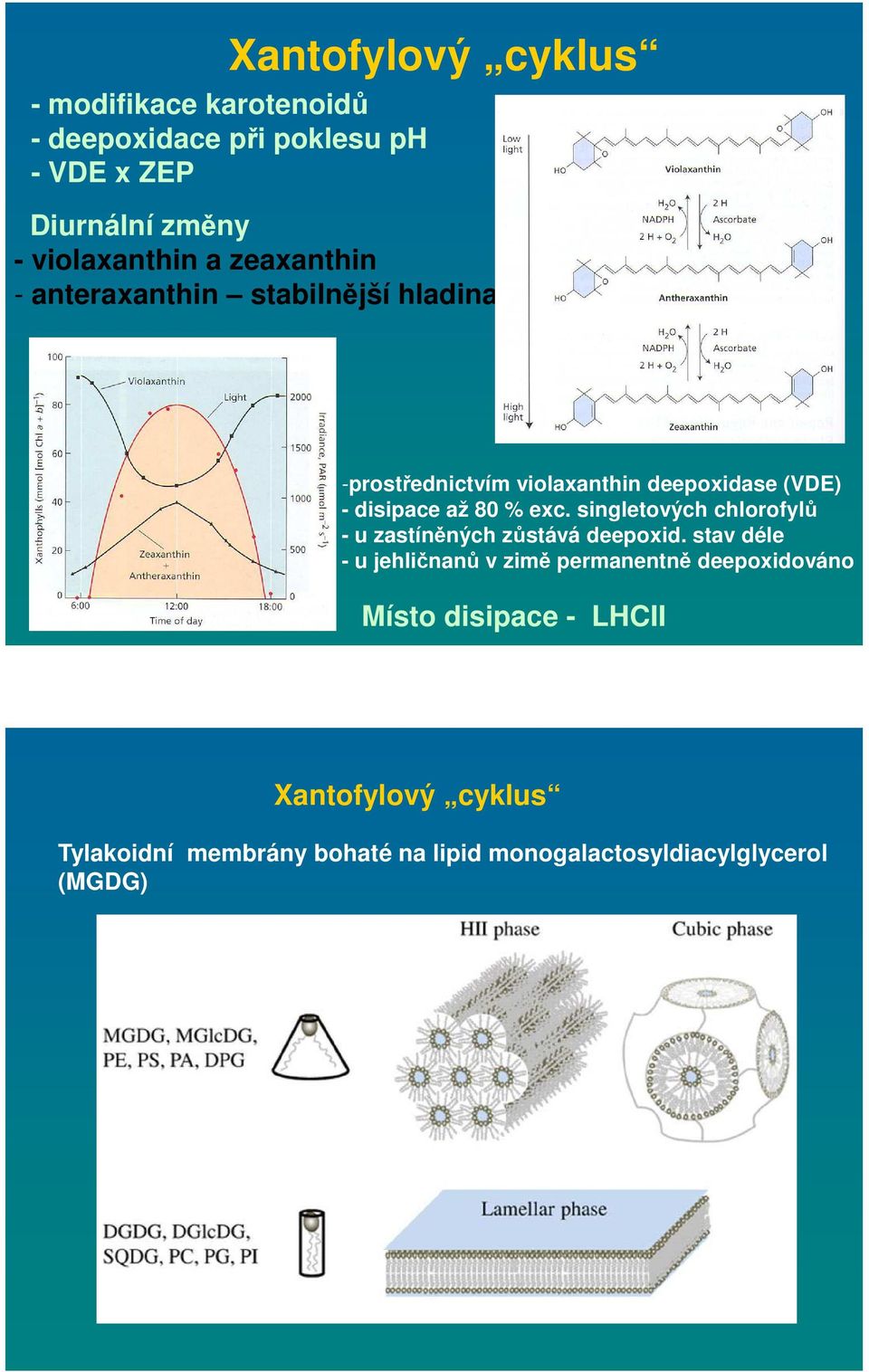 exc. singletových chlorofylů - u zastíněných zůstává deepoxid.