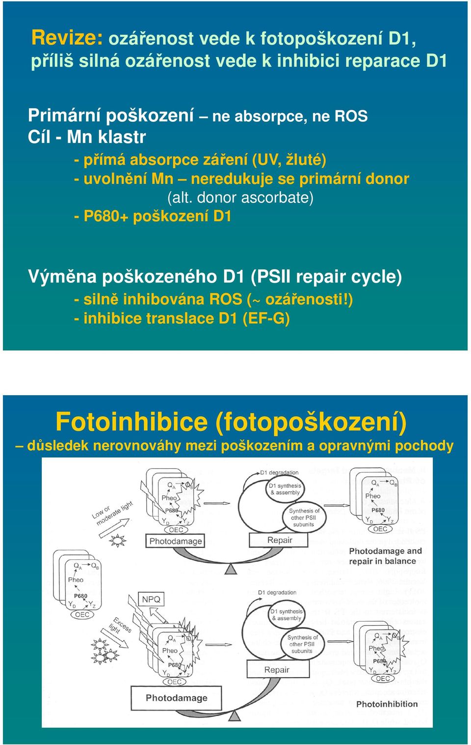 donor ascorbate) - P680+ poškození D1 Výměna poškozeného D1 (PSII repair cycle) - silně inhibována ROS (~ ozářenosti!