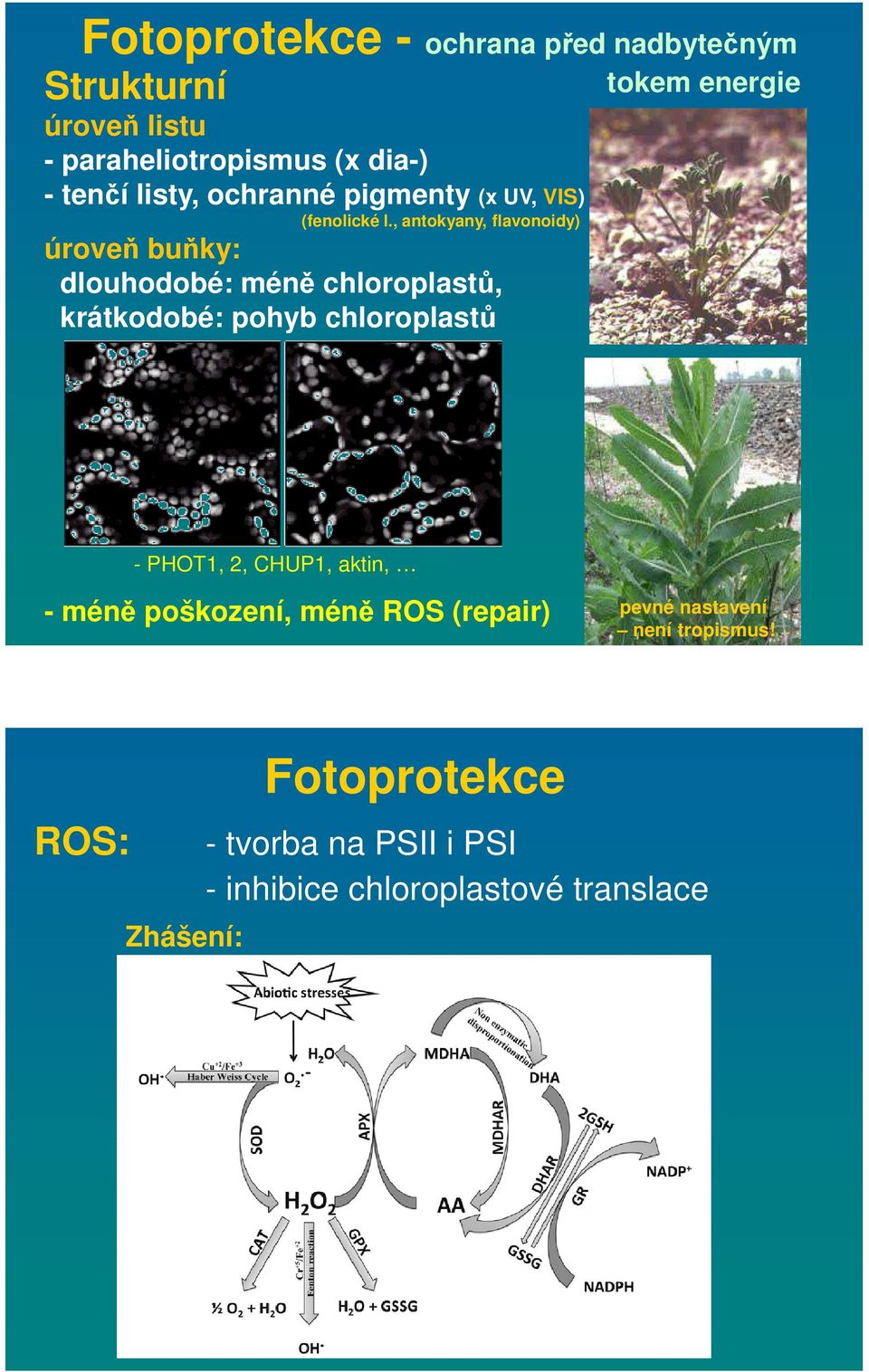 , antokyany, flavonoidy) úroveň buňky: dlouhodobé: méně chloroplastů, krátkodobé: pohyb chloroplastů tokem