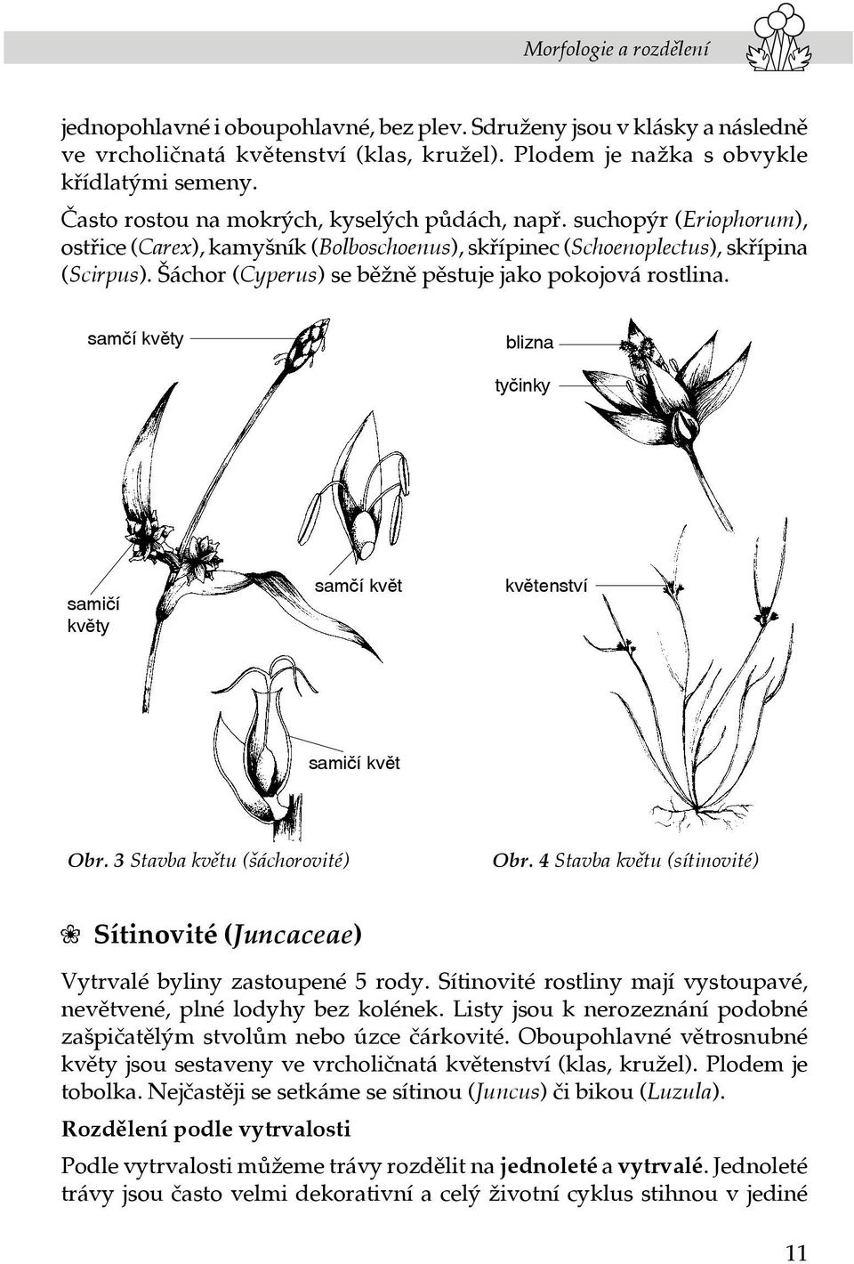 Šáchor (Cyperus) se běžně pěstuje jako pokojová rostlina. samčí květy blizna tyčinky samičí květy samčí květ květenství samičí květ Obr. 3 Stavba květu (šáchorovité) Obr.