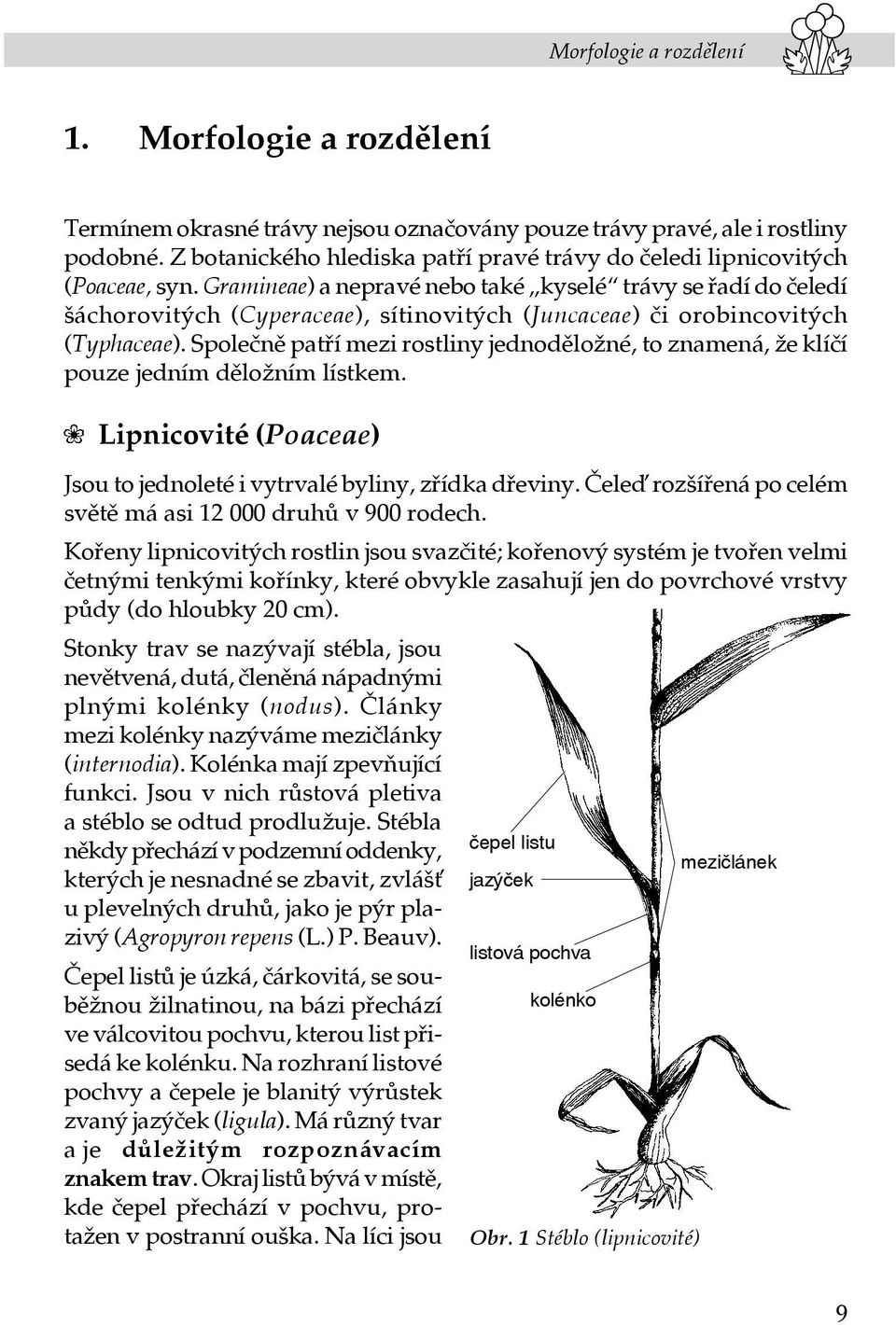 Gramineae) a nepravé nebo také kyselé trávy se řadí do čeledí šáchorovitých (Cyperaceae), sítinovitých (Juncaceae) či orobincovitých (Typhaceae).