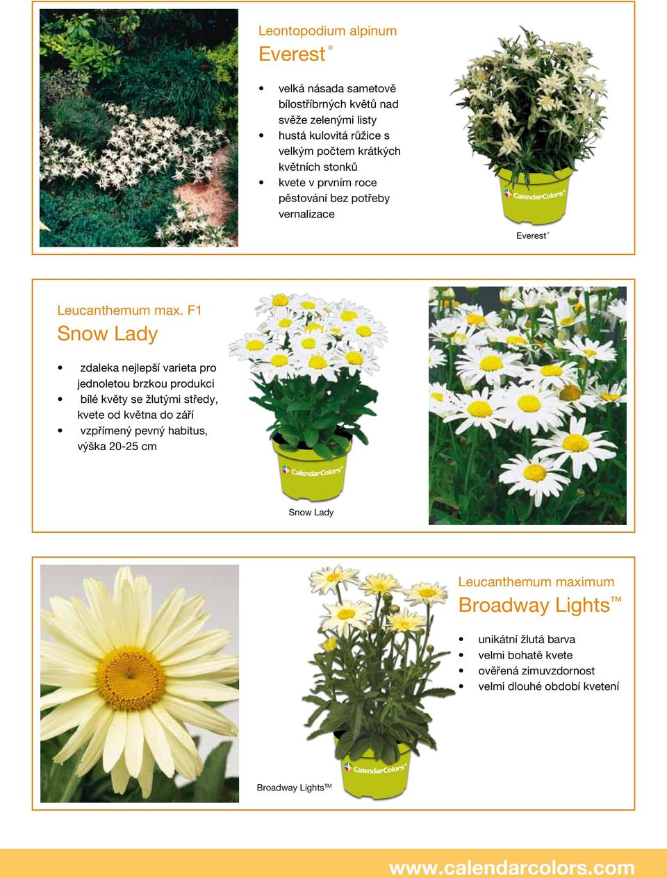 F1 Snow Lady zdaleka nejlepší varieta pro jednoletou brzkou produkci bílé květy se žlutými středy, kvete od května do září vzpřímený pevný