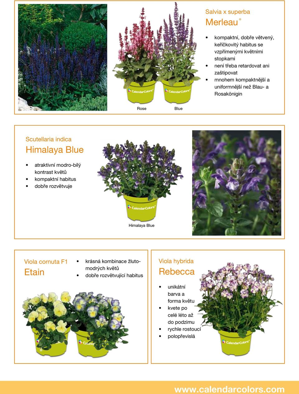 modro-bílý kontrast květů kompaktní habitus dobře rozvětvuje Himalaya Blue Viola cornuta F1 Etain krásná kombinace žlutomodrých