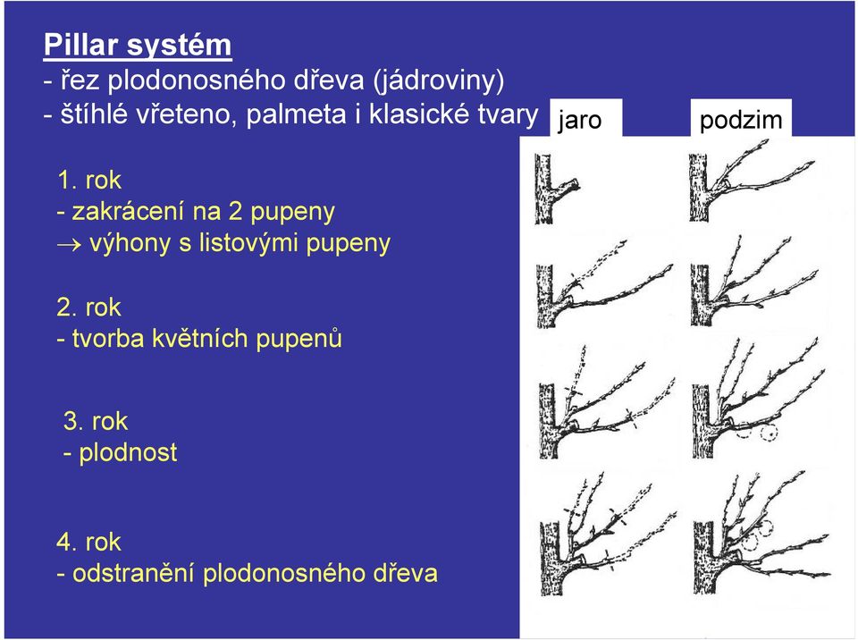 rok - zakrácení na 2 pupeny výhony s listovými pupeny 2.